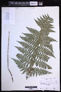 Dryopteris hawaiiensis image