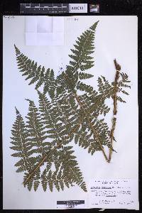 Dryopteris hawaiiensis image