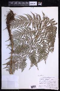 Dryopteris unidentata image