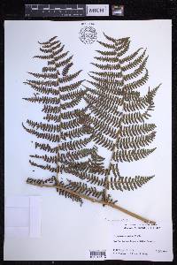Dryopteris unidentata image