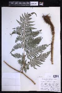 Dryopteris unidentata image