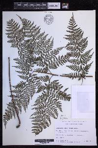 Dryopteris glabra image