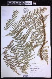 Dryopteris unidentata image