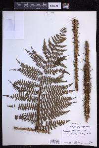 Dryopteris unidentata image