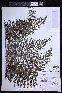 Dryopteris unidentata image