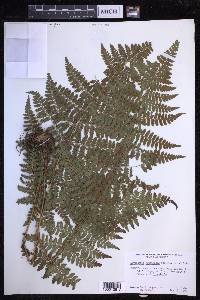 Dryopteris hawaiiensis image