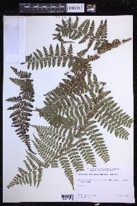 Dryopteris hawaiiensis image