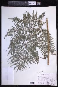Dryopteris unidentata image