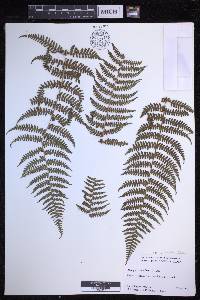 Dryopteris unidentata image