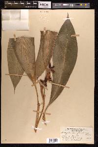 Hedychium cylindricum image