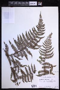 Dryopteris unidentata image