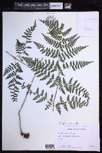 Dryopteris nuda image