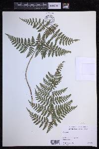 Dryopteris glabra image