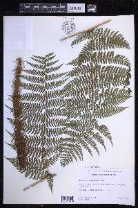 Dryopteris unidentata image