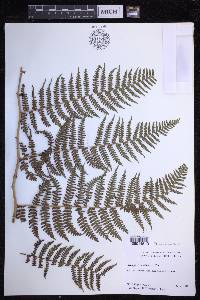 Dryopteris unidentata image