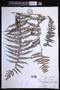 Dryopteris unidentata image