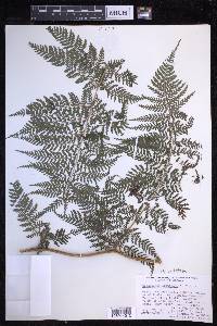 Dryopteris unidentata image