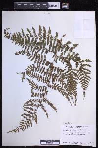 Dryopteris unidentata image