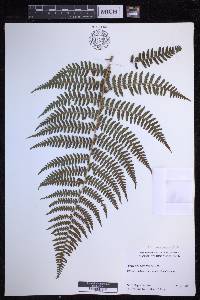 Dryopteris unidentata image