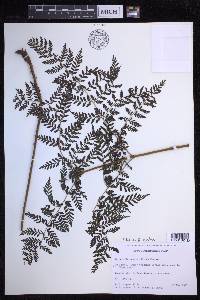 Dryopteris glabra image