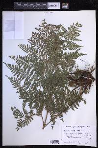 Dryopteris glabra image