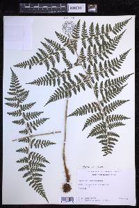 Dryopteris nuda image
