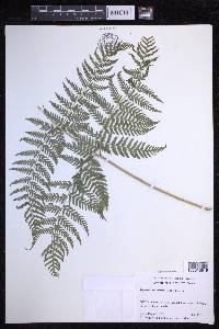 Dryopteris unidentata image