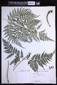 Dryopteris nuda image
