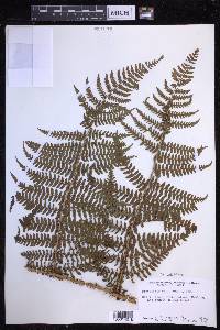 Dryopteris unidentata image