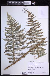 Dryopteris unidentata image