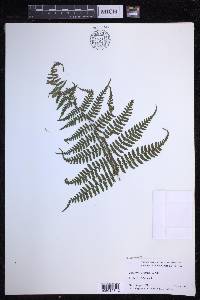 Dryopteris unidentata image