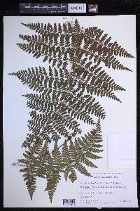 Dryopteris hawaiiensis image