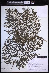 Dryopteris glabra image