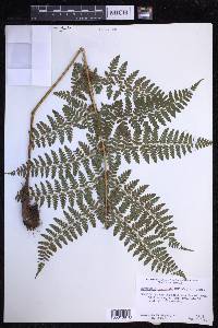 Dryopteris hawaiiensis image