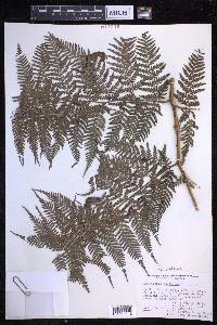 Dryopteris unidentata image