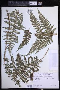Dryopteris hawaiiensis image