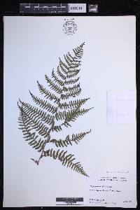 Dryopteris unidentata image
