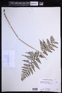 Dryopteris glabra image