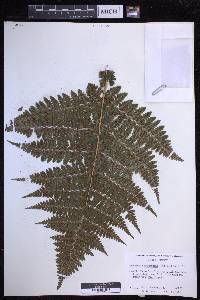 Dryopteris hawaiiensis image