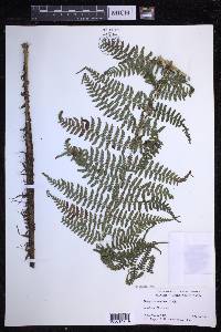 Dryopteris unidentata image