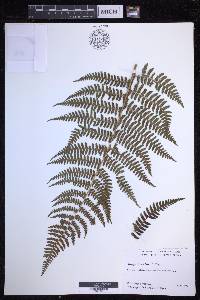 Dryopteris unidentata image