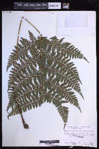 Dryopteris hawaiiensis image