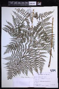 Dryopteris glabra image