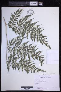 Dryopteris nuda image