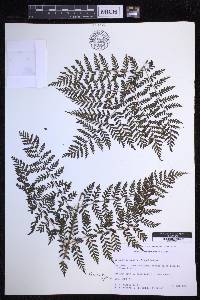 Dryopteris glabra image