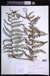 Dryopteris unidentata image