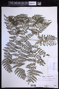 Dryopteris glabra image