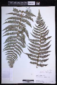 Dryopteris unidentata image