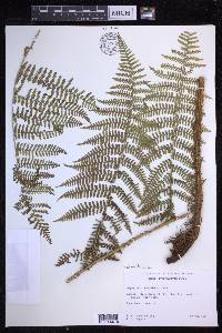 Dryopteris unidentata image