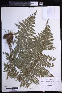 Dryopteris hawaiiensis image